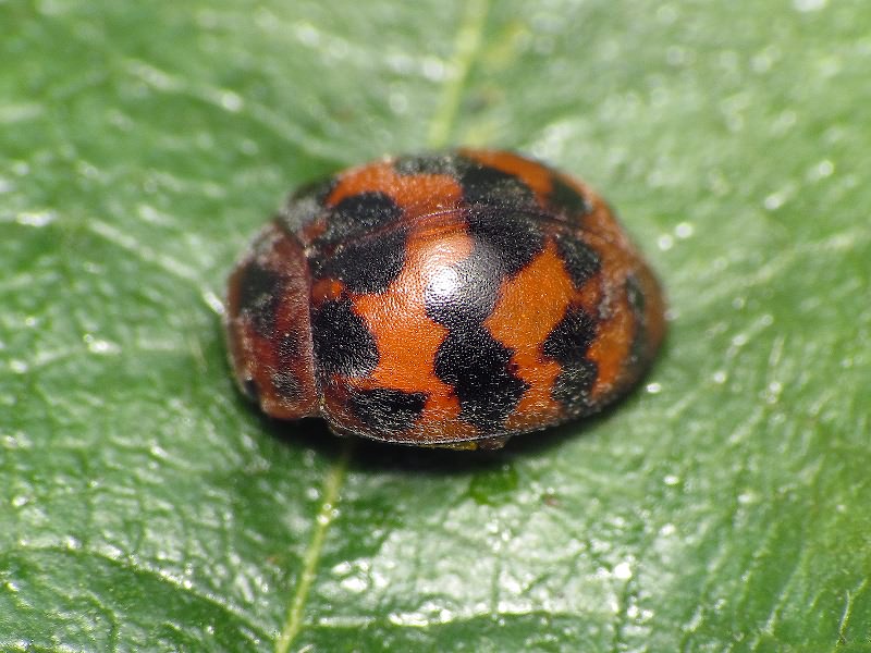 Subcoccinella vigintiquatuorpunctata (Linnaeus, 1758)